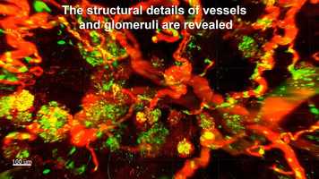 Free download SHANEL - Helmholtz Zentrum video and edit with RedcoolMedia movie maker MovieStudio video editor online and AudioStudio audio editor onlin