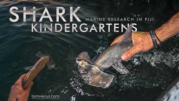 Free download Shark Kindergartens in Fiji | Marine Science South Pacific video and edit with RedcoolMedia movie maker MovieStudio video editor online and AudioStudio audio editor onlin