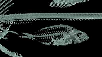 Free download Sharks, Part 2: The Past video and edit with RedcoolMedia movie maker MovieStudio video editor online and AudioStudio audio editor onlin