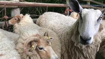 Free download SHEEP FILM v4_4 video and edit with RedcoolMedia movie maker MovieStudio video editor online and AudioStudio audio editor onlin