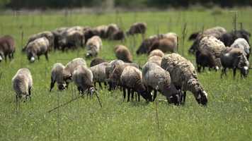 Free download Sheep On The Grass Stock Video video and edit with RedcoolMedia movie maker MovieStudio video editor online and AudioStudio audio editor onlin