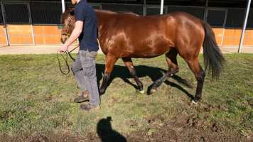 Free download SHES ROSIE-YOUR SONG 18 INGLIS GOLD 2020 VIDEO video and edit with RedcoolMedia movie maker MovieStudio video editor online and AudioStudio audio editor onlin