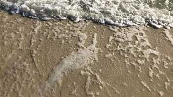 Free download Shot on Iphone - Florida video and edit with RedcoolMedia movie maker MovieStudio video editor online and AudioStudio audio editor onlin