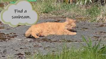 Free download Shutdown Tips From Lotus the Cat | A Lotus The Cat Film video and edit with RedcoolMedia movie maker MovieStudio video editor online and AudioStudio audio editor onlin