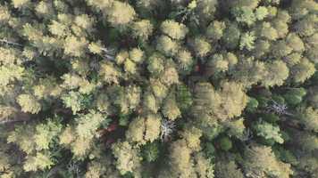 Free download Siberian Taiga Stock Video video and edit with RedcoolMedia movie maker MovieStudio video editor online and AudioStudio audio editor onlin