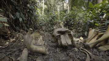 Free download Silent Forests Trailer video and edit with RedcoolMedia movie maker MovieStudio video editor online and AudioStudio audio editor onlin