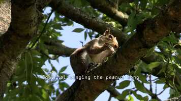 Free download Singing Squirrel.mp4 video and edit with RedcoolMedia movie maker MovieStudio video editor online and AudioStudio audio editor onlin