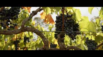 Free download Sirromet - 2019 Grape Harvest video and edit with RedcoolMedia movie maker MovieStudio video editor online and AudioStudio audio editor onlin