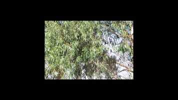 Free download Site_Film_1 video and edit with RedcoolMedia movie maker MovieStudio video editor online and AudioStudio audio editor onlin