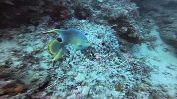 Free download SL-0108-The Quest for African Pompano-Trailer video and edit with RedcoolMedia movie maker MovieStudio video editor online and AudioStudio audio editor onlin