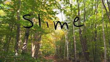 Free download Slime 3D Model in actual Forest Footage video and edit with RedcoolMedia movie maker MovieStudio video editor online and AudioStudio audio editor onlin