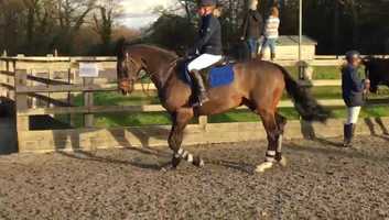 Free download Smart British Warmblood Gelding video and edit with RedcoolMedia movie maker MovieStudio video editor online and AudioStudio audio editor onlin