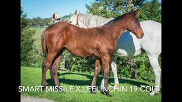 Free download Smart Missile x Leelinchin 19 colt video and edit with RedcoolMedia movie maker MovieStudio video editor online and AudioStudio audio editor onlin