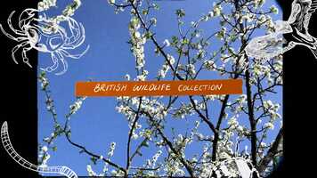 Free download SmartSquid British Wildlife Teaser Trailer S/S 21 video and edit with RedcoolMedia movie maker MovieStudio video editor online and AudioStudio audio editor onlin