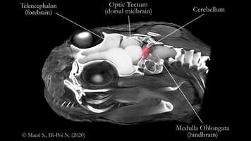 Free download Snake brain anatomy 3D - Desert viper (Cerastes cerastes) video and edit with RedcoolMedia movie maker MovieStudio video editor online and AudioStudio audio editor onlin