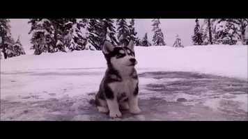 Free download Snow Buddies (2008) - Trailer video and edit with RedcoolMedia movie maker MovieStudio video editor online and AudioStudio audio editor onlin