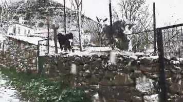 Free download Snow effect to the goats footage video and edit with RedcoolMedia movie maker MovieStudio video editor online and AudioStudio audio editor onlin