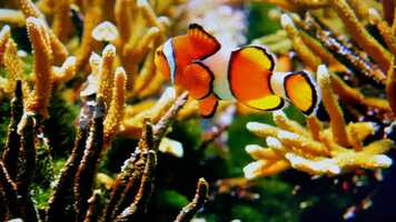 Free download So Cal Athletics National, Smith 10u vs tagupTitans Premier, Crawford 10u, Test,location, � Thu, 09/02/21, ⏰ 03:00 AM video and edit with RedcoolMedia movie maker MovieStudio video editor online and AudioStudio audio editor onlin