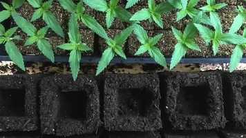 Free download Soil Blockin Hemp (feat. Bens Bravo Beats) video and edit with RedcoolMedia movie maker MovieStudio video editor online and AudioStudio audio editor onlin