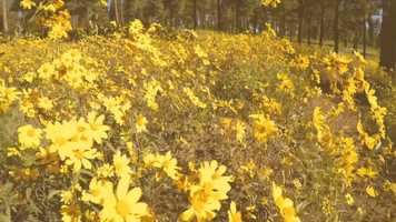 Free download Soldiers trail video and edit with RedcoolMedia movie maker MovieStudio video editor online and AudioStudio audio editor onlin