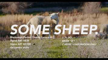 Free download Some Sheep (2021) - Blackmagic Pocket Cinema Camera 6k video and edit with RedcoolMedia movie maker MovieStudio video editor online and AudioStudio audio editor onlin