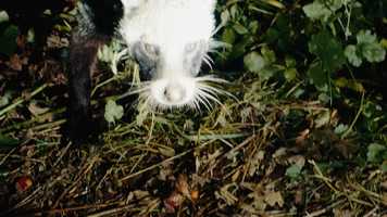 Free download Something Weird trailer video and edit with RedcoolMedia movie maker MovieStudio video editor online and AudioStudio audio editor onlin