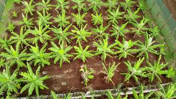 Free download Song of Rapa Nui documentary teaser video and edit with RedcoolMedia movie maker MovieStudio video editor online and AudioStudio audio editor onlin