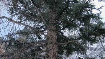 Free download Song of the Forest video and edit with RedcoolMedia movie maker MovieStudio video editor online and AudioStudio audio editor onlin