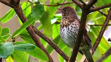 Free download Song Thrush video and edit with RedcoolMedia movie maker MovieStudio video editor online and AudioStudio audio editor onlin