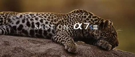 Free download Sony A7S III - Leopard spots video and edit with RedcoolMedia movie maker MovieStudio video editor online and AudioStudio audio editor onlin
