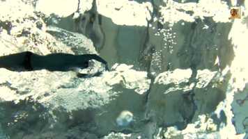 Free download Sony - Song Swimmer - Diego Fried video and edit with RedcoolMedia movie maker MovieStudio video editor online and AudioStudio audio editor onlin