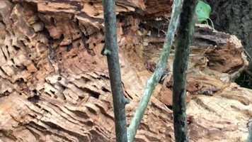 Free download SOUNDINGS MOVIE.MOV video and edit with RedcoolMedia movie maker MovieStudio video editor online and AudioStudio audio editor onlin