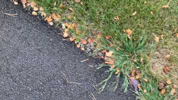 Free download Sounds of Nature? video and edit with RedcoolMedia movie maker MovieStudio video editor online and AudioStudio audio editor onlin