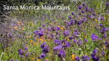 Free download Spring time in the Santa Monica Mountains video and edit with RedcoolMedia movie maker MovieStudio video editor online and AudioStudio audio editor onlin