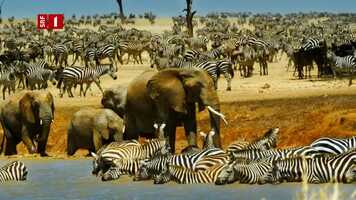 Free download SRF TV trailer: Serengeti video and edit with RedcoolMedia movie maker MovieStudio video editor online and AudioStudio audio editor onlin