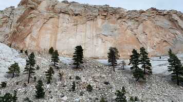 Free download Stand of Singing Trees video and edit with RedcoolMedia movie maker MovieStudio video editor online and AudioStudio audio editor onlin