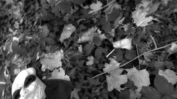 Free download Stay Asleep - short horror film video and edit with RedcoolMedia movie maker MovieStudio video editor online and AudioStudio audio editor onlin