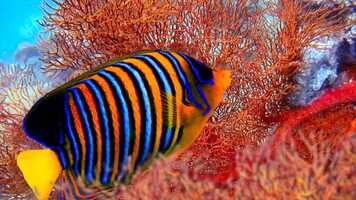 Free download STAY SAFE woodshed 7 video and edit with RedcoolMedia movie maker MovieStudio video editor online and AudioStudio audio editor onlin