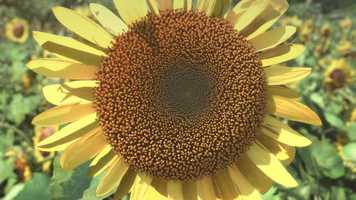 Free download Stem Garden Montage video and edit with RedcoolMedia movie maker MovieStudio video editor online and AudioStudio audio editor onlin