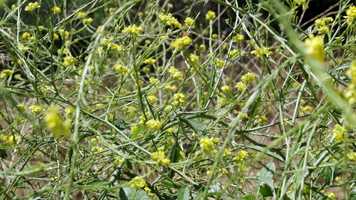 Free download Steve Gutierrez, The Beehive Cluster ||| Veterans Make Movies video and edit with RedcoolMedia movie maker MovieStudio video editor online and AudioStudio audio editor onlin