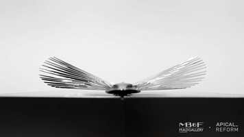 Free download STINGRAY II, Apical Reform for MBF M.A.D.Gallery video and edit with RedcoolMedia movie maker MovieStudio video editor online and AudioStudio audio editor onlin