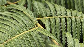 Free download STOMATA 2020 video and edit with RedcoolMedia movie maker MovieStudio video editor online and AudioStudio audio editor onlin