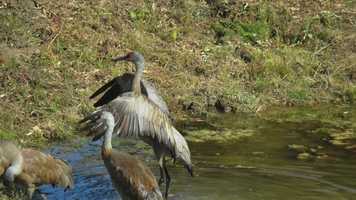 Free download Stop Action Sandhill Crane Bath video and edit with RedcoolMedia movie maker MovieStudio video editor online and AudioStudio audio editor onlin