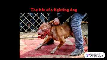 Free download Stop Dog Fighting! video and edit with RedcoolMedia movie maker MovieStudio video editor online and AudioStudio audio editor onlin