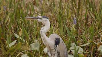 Free download Storks, egrets, herons and more video and edit with RedcoolMedia movie maker MovieStudio video editor online and AudioStudio audio editor onlin