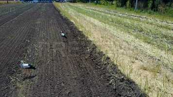 Free download Storks On A Field Stock Video video and edit with RedcoolMedia movie maker MovieStudio video editor online and AudioStudio audio editor onlin