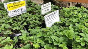 Free download Strawberry Bare Roots video and edit with RedcoolMedia movie maker MovieStudio video editor online and AudioStudio audio editor onlin