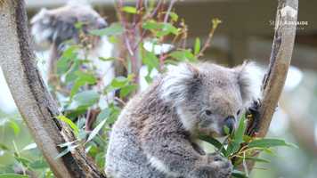 Free download StudyAdelaide Famil Nov 2019 - Philipines video and edit with RedcoolMedia movie maker MovieStudio video editor online and AudioStudio audio editor onlin