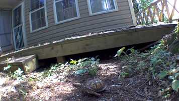 Free download Stunning Turtle Popup video and edit with RedcoolMedia movie maker MovieStudio video editor online and AudioStudio audio editor onlin