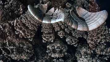 Free download Subliminal Presence (Official Video) video and edit with RedcoolMedia movie maker MovieStudio video editor online and AudioStudio audio editor onlin